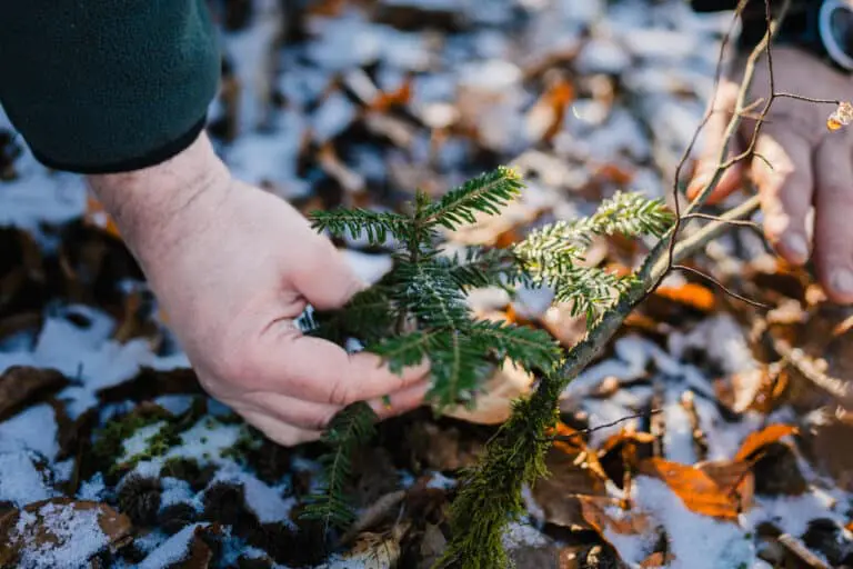 Ausbringung neuer Nadelbäume im Winter