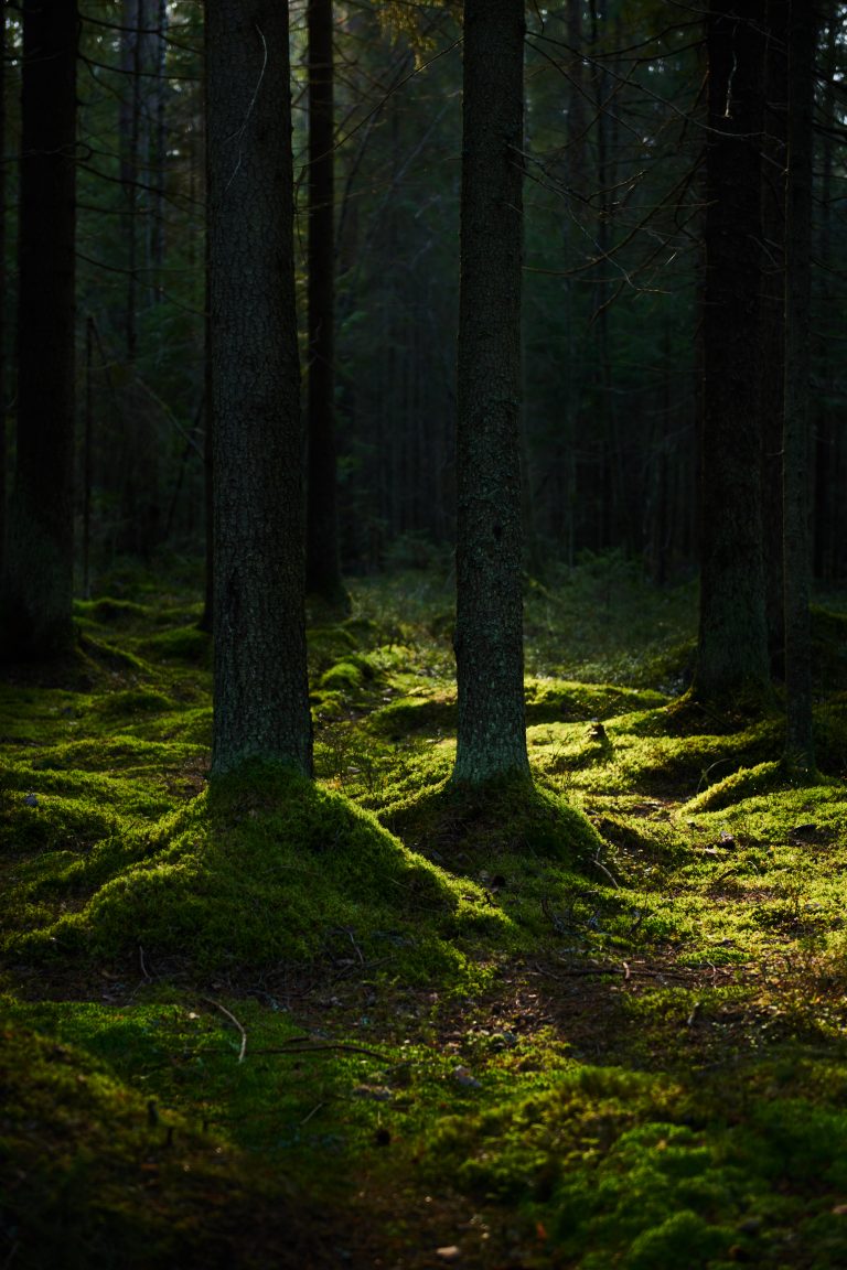 Moosboden im Nadelwald