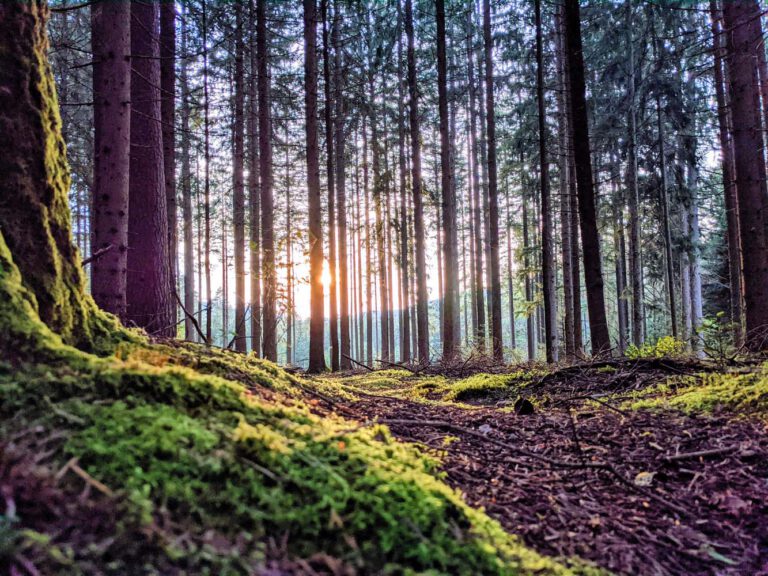 Sonne scheint durch klimapositiven Nadelwald