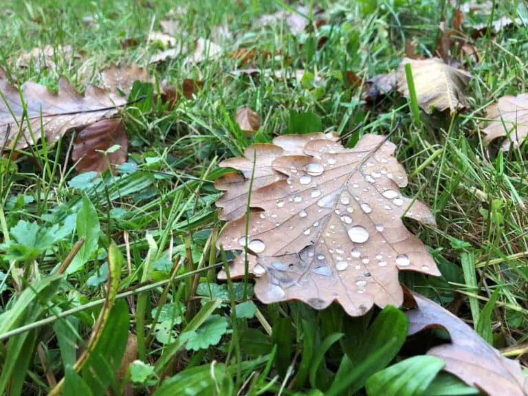 Laub liegt verteilt im Gras