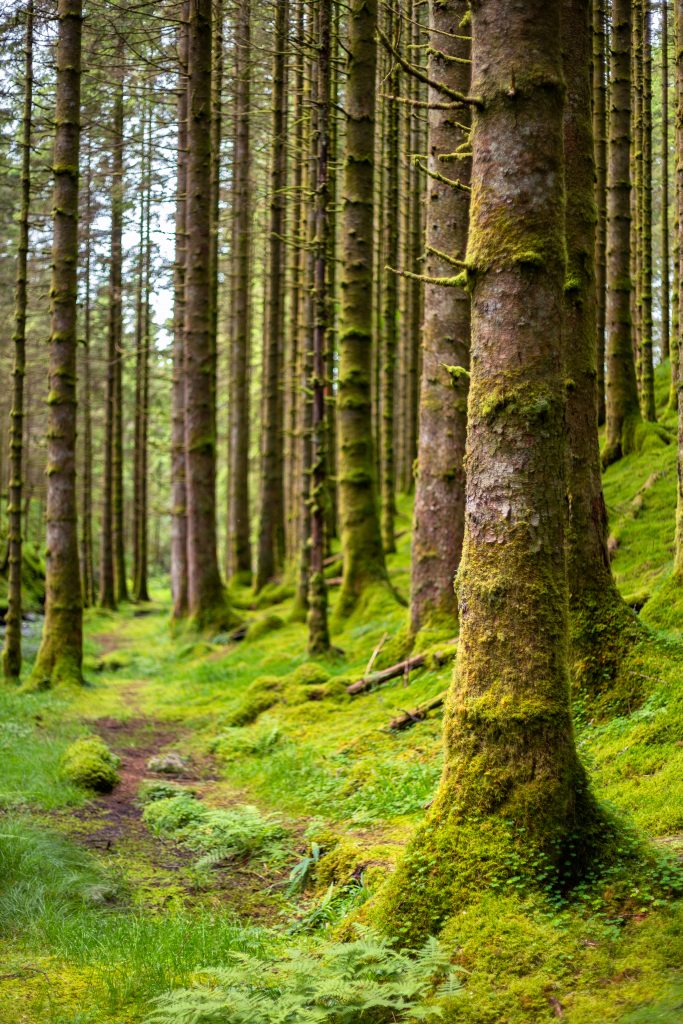 Moosbedeckter Wald im Schwarzwald, Beispiel für klimapositive Waldbewirtschaftung