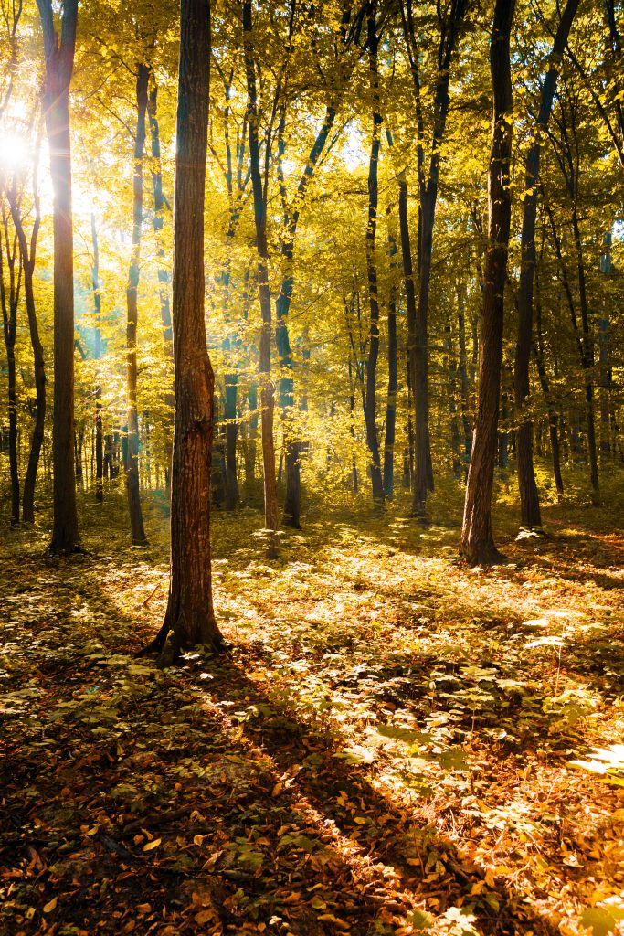 Herbstlicher Schwarzwald mit Sonnenstrahlen, symbolisch für klimapositive Waldpflege